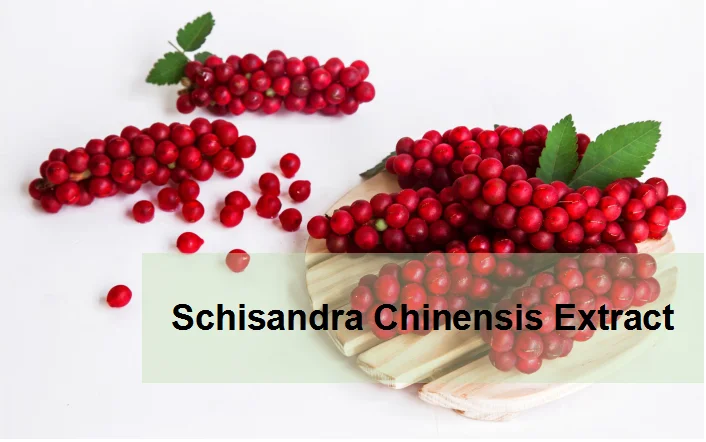 focusherb 20:1 schisandra chinensis p.