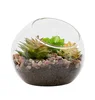 hand made clear tilt glass globe bowl vase for plants decoration