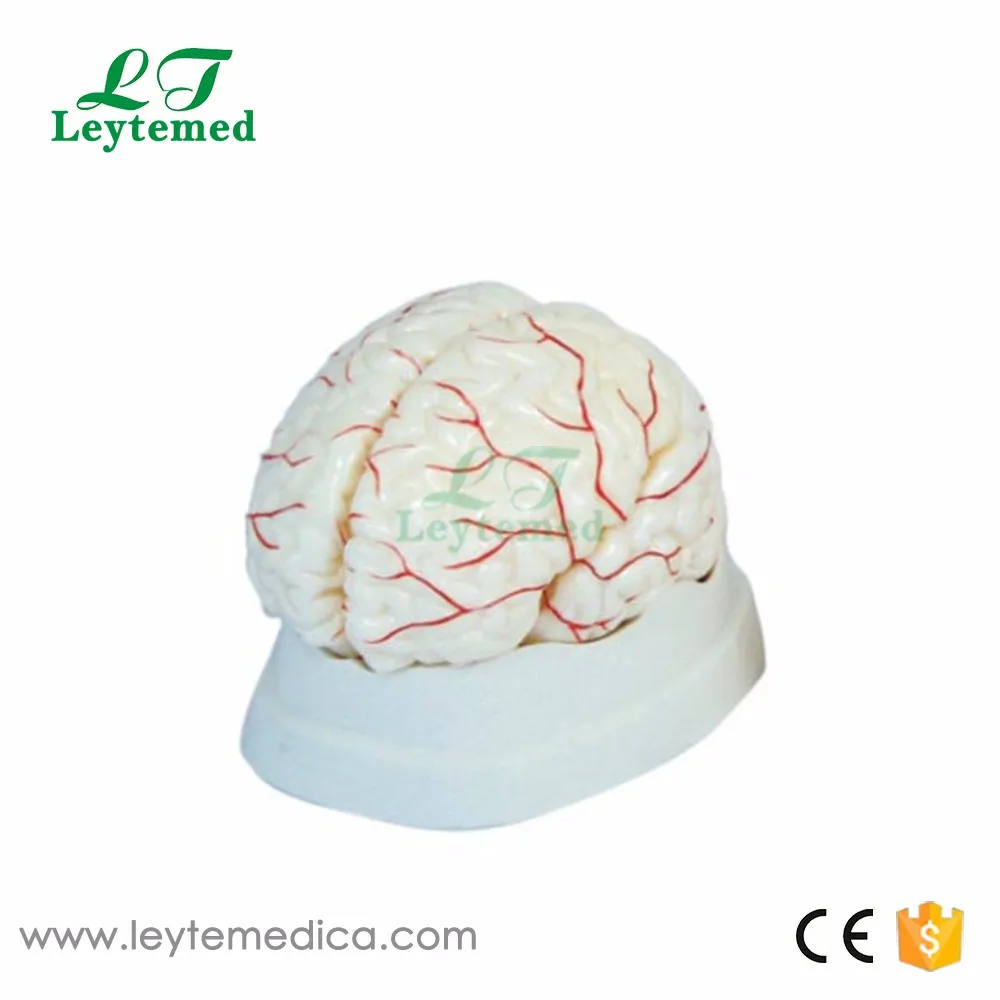 xc-308 brain educational teaching model with arteries