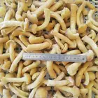 European Standard Frozen Nameko Mushroom