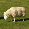 /product-detail/life-size-fiberglass-resin-white-sheep-statue-60799199902.html
