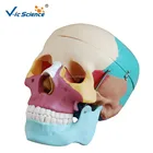 Medical Teaching Human Plastic Life Size Skull Model Head Colored