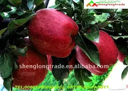 the big red new corp huaniu apples