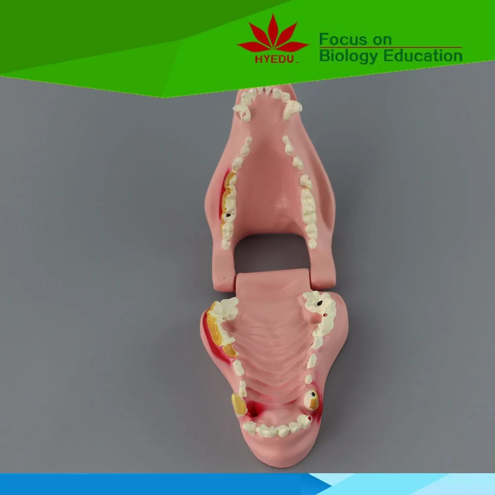 Direct factory medicla science plastic dogs' teeth model.jpg