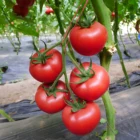 Excellent Beauty F1 Tomato Seed Disease Resistance Vegetable Seed