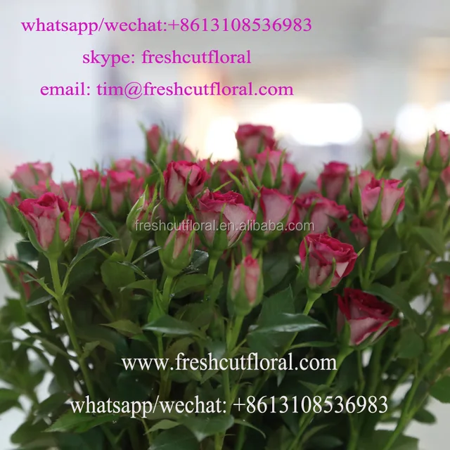 daily flowers-source quality daily flowers from global daily