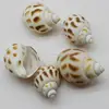 Wholesale Drilled Brown Tiger Natural Sea Shells Beads Loose Space Beads 28-38MM For Necklace Pendant Craft Making