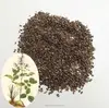 Planting mature new Salvia miltiorrhiza seeds red-rooted salvia