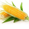 Excellent Tasting F1hybrid Yellow Sweet Corn Seeds for growing