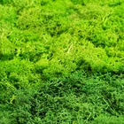 Wholesale plastic decorative artificial natural preserved moss for landscape wall