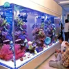 electronic smart fish tank Aquarium/Water Garden Self Cleaning Fish Tank