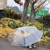 High Quality Transparent Color Pet Dog Umbrella