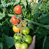 Hybrid red Cherry Tomato Seeds For Sale PINK PEARL F1