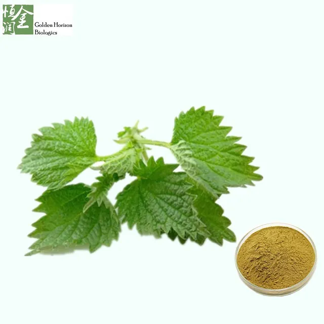 100% pure natural nettle extract stinging nettle root extract