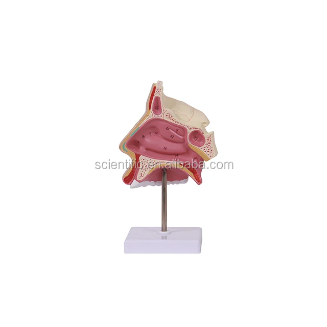 advanced pvc nasal cavity medical traching anatomical model for