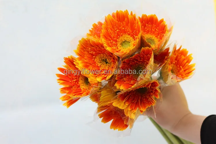 Elegant in smell new coming anthurium gerbera fresh cut flowers