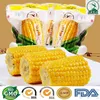 Super Sweet Corn Cut Healthy Snack for Children Take Away Food