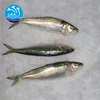 Frozen Seafood Best whole round Sardines brand for Canning,Frozen Fish for Sale importer fishing
