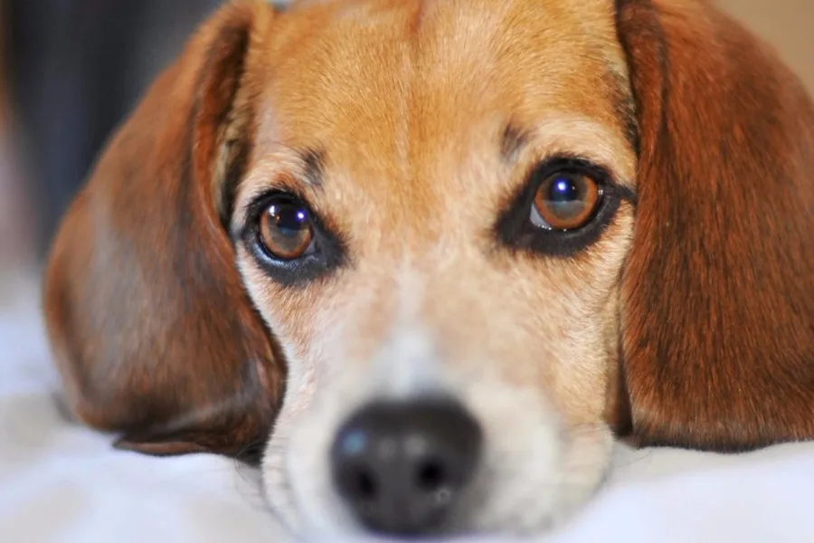 HTB1T9yeNVXXXXacaXXXq6xXFXXXY