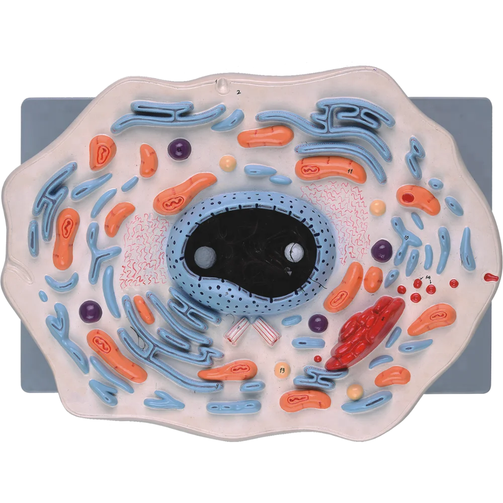 الخلية الحيوانية نموذج للتعليم المدرسي