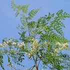 Moringa Oleifera Powder Powder Pure Moringa Leaf Extract Moringa Oleifera Powder