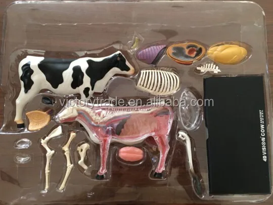 4D MASTER animal cow specimen anatomical model for teaching