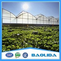 Professional Plastic Film Greenhouse Project Commercial
