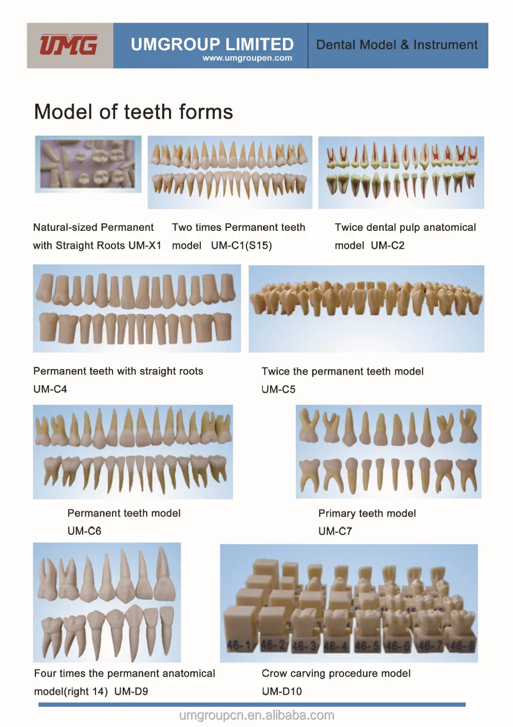 Anatomically Correct Mannequins 15x Actual Size Anatomically Shaped