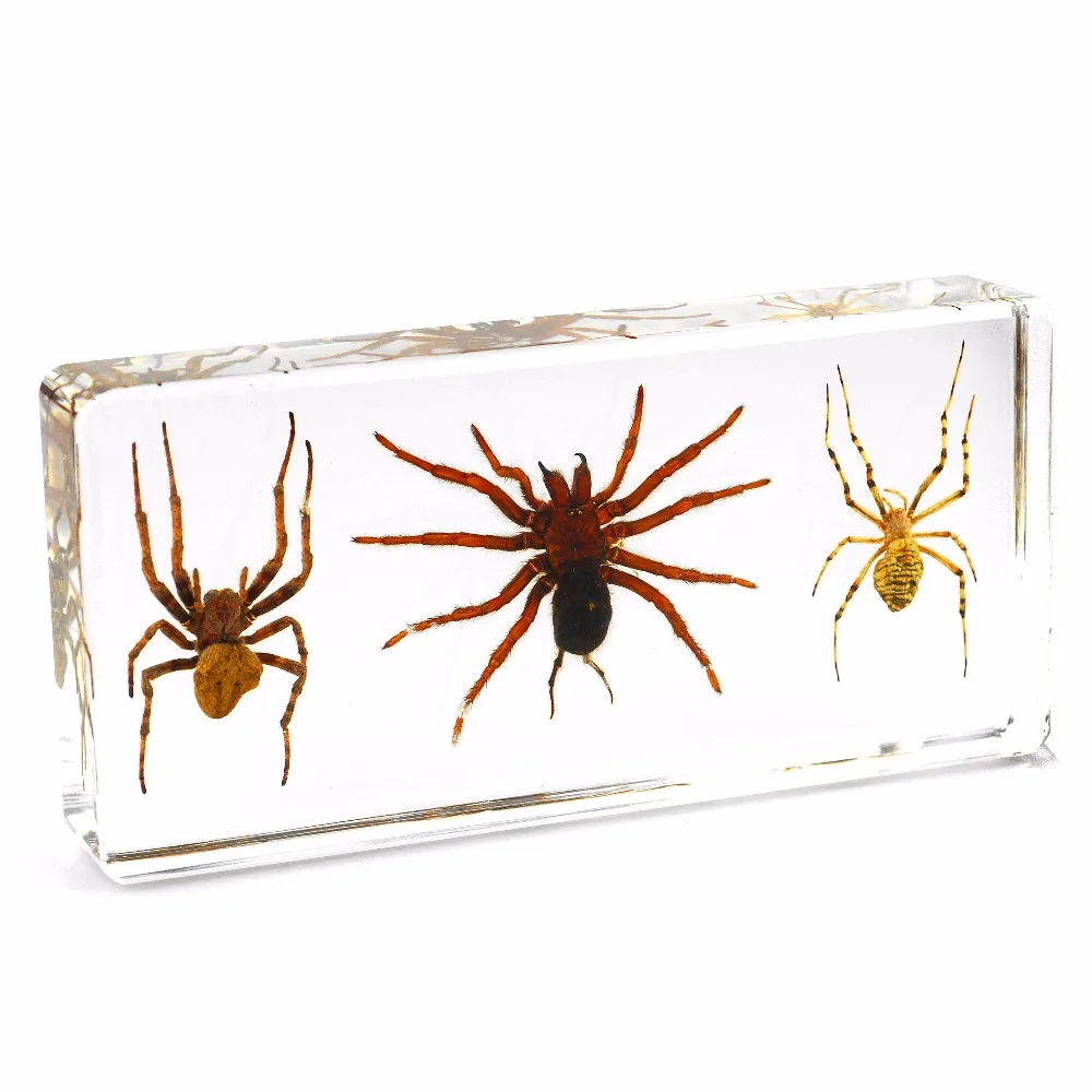 3 Spiders Set Real Insect Embedded Specimen Biological Teaching Toys Gift for Child Preschool Education