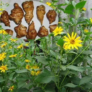 Burgonyapótló csicsóka? - Kapanyél Artichoke plants, Plants, Jerusalem artichoke