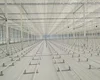 used commercial polytunnel green house for tomato growing with hydroponic system