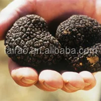 New crop dired black & white truffle black truffles for sale tuber uncinatum black truffles