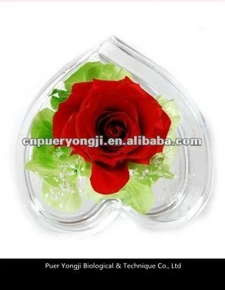 fresh preserved roses in glass