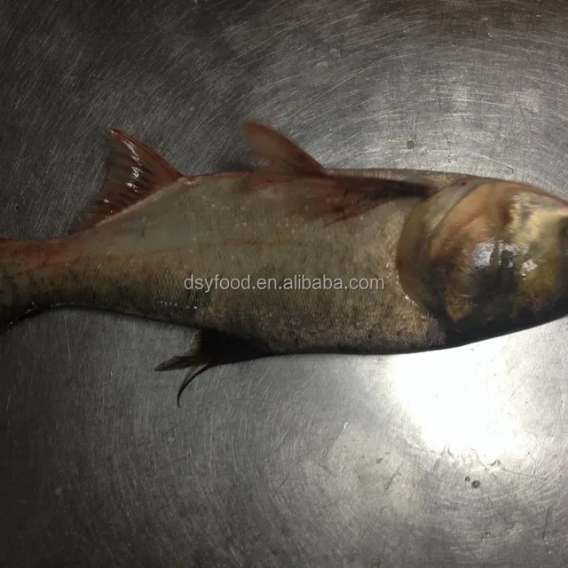 frozen black big head carp (aristichthys nobilis)