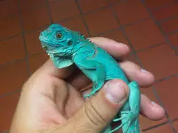 Reptiles Live Farm Bred Captive