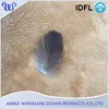 Raw Duck Feather Material Wholesale