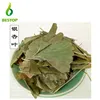 /product-detail/yin-xing-ye-dry-leaf-extract-ginkgo-biloba-extract-price-60132276105.html