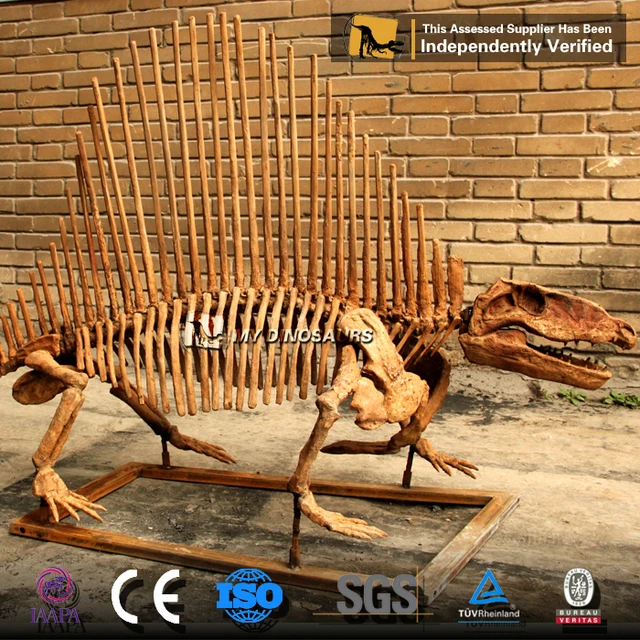 life size dinosaur skeleton model for sale