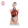 MODEL XC-201 85cm classic plastic model of human body organs