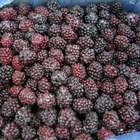 frozen blackberry/frozen fruit bulk organic fruit