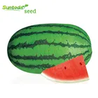 Oblong green rink vegetable hybrid red crimson watermelon seeds thailand