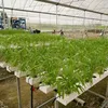 /product-detail/nft-gully-greenhouse-farming-industrial-hydroponic-system-60486559112.html