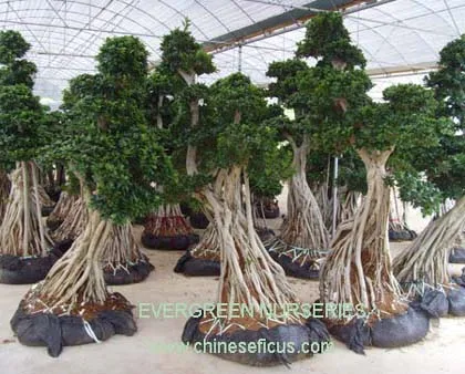 Microcarpa ficus, bonsai ficus ağacı