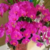 artificial flowers long stem phalaenopsis orchid