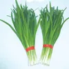 Jiu Cai Factory Supply Cheap Garlic Chives Seeds