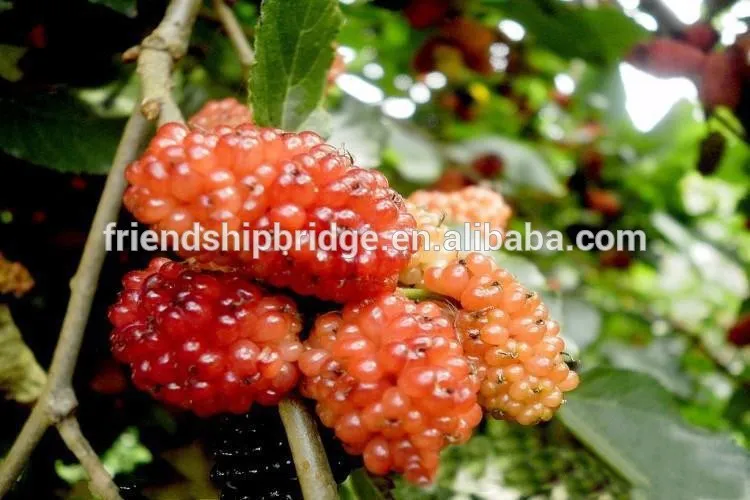 fructus mori fruit plant nurseries
