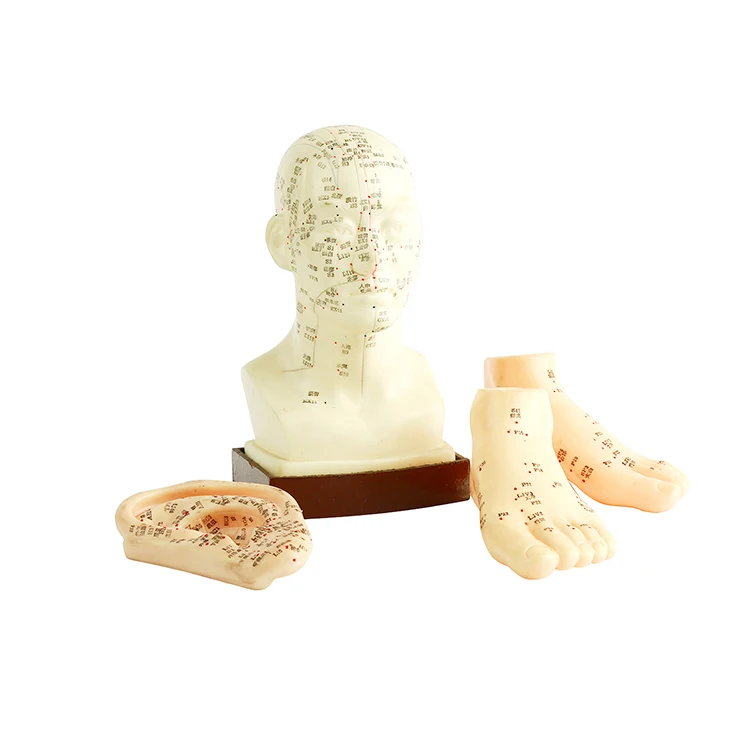 Comfortable new design acupoints head acupuncture model