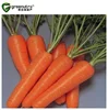/product-detail/gmp-manufacturer-supply-100-carrot-extract-62140029674.html