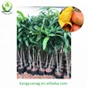 All kinds of Mango grafted fruit tree seedling