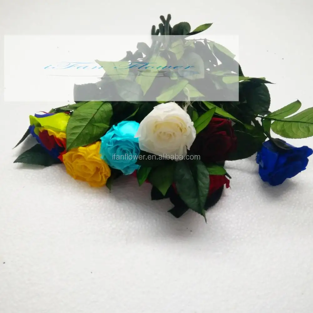 Mother`s day special gift preserved rose flower stabilized rose wholesale